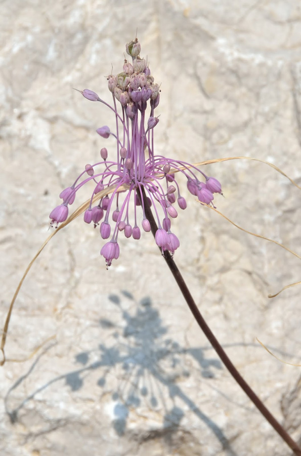 Allium cirrhosum (=Allium carinatum subsp. pulchellum)
